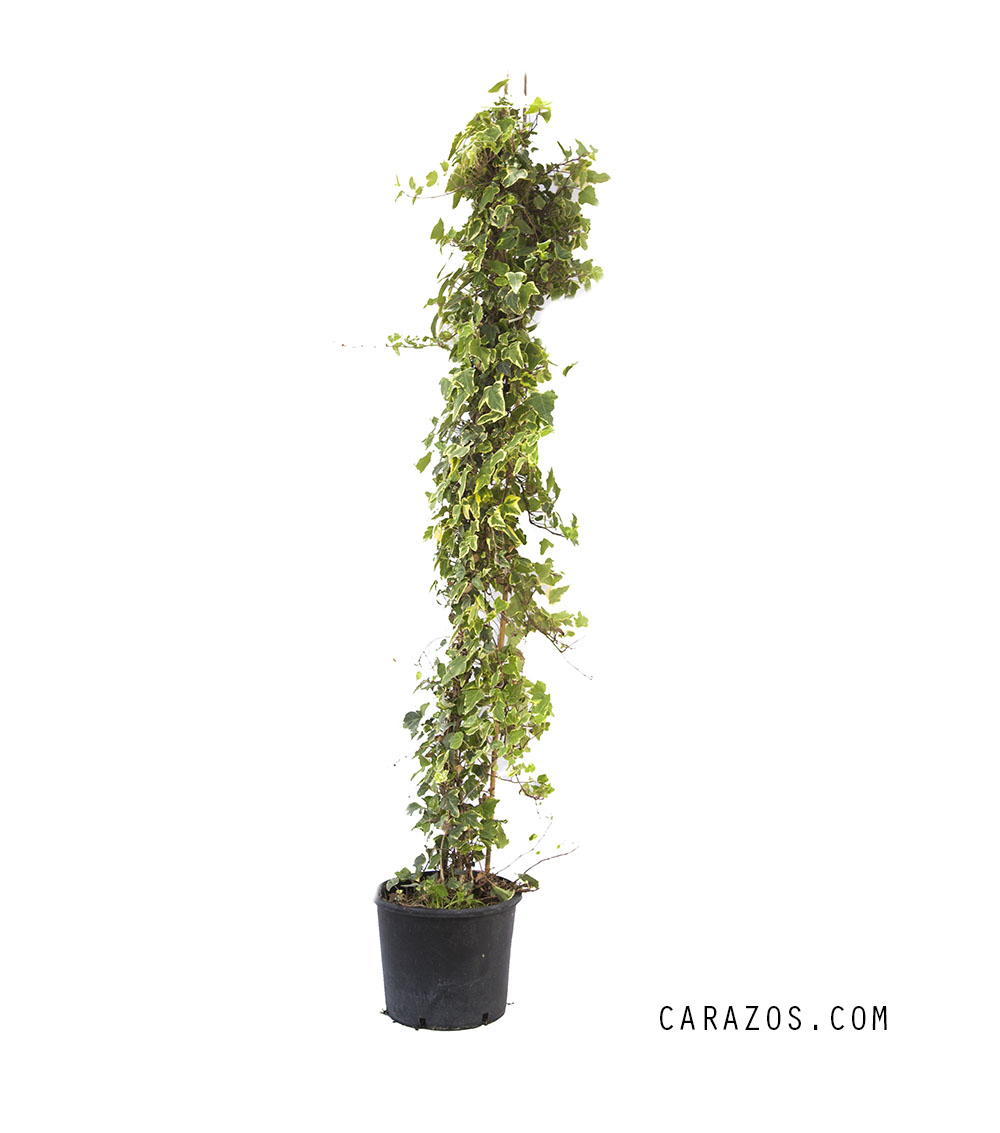 Hedera helix y veriegata(Hiedra)                                                                                                                                                                                                                               -0
