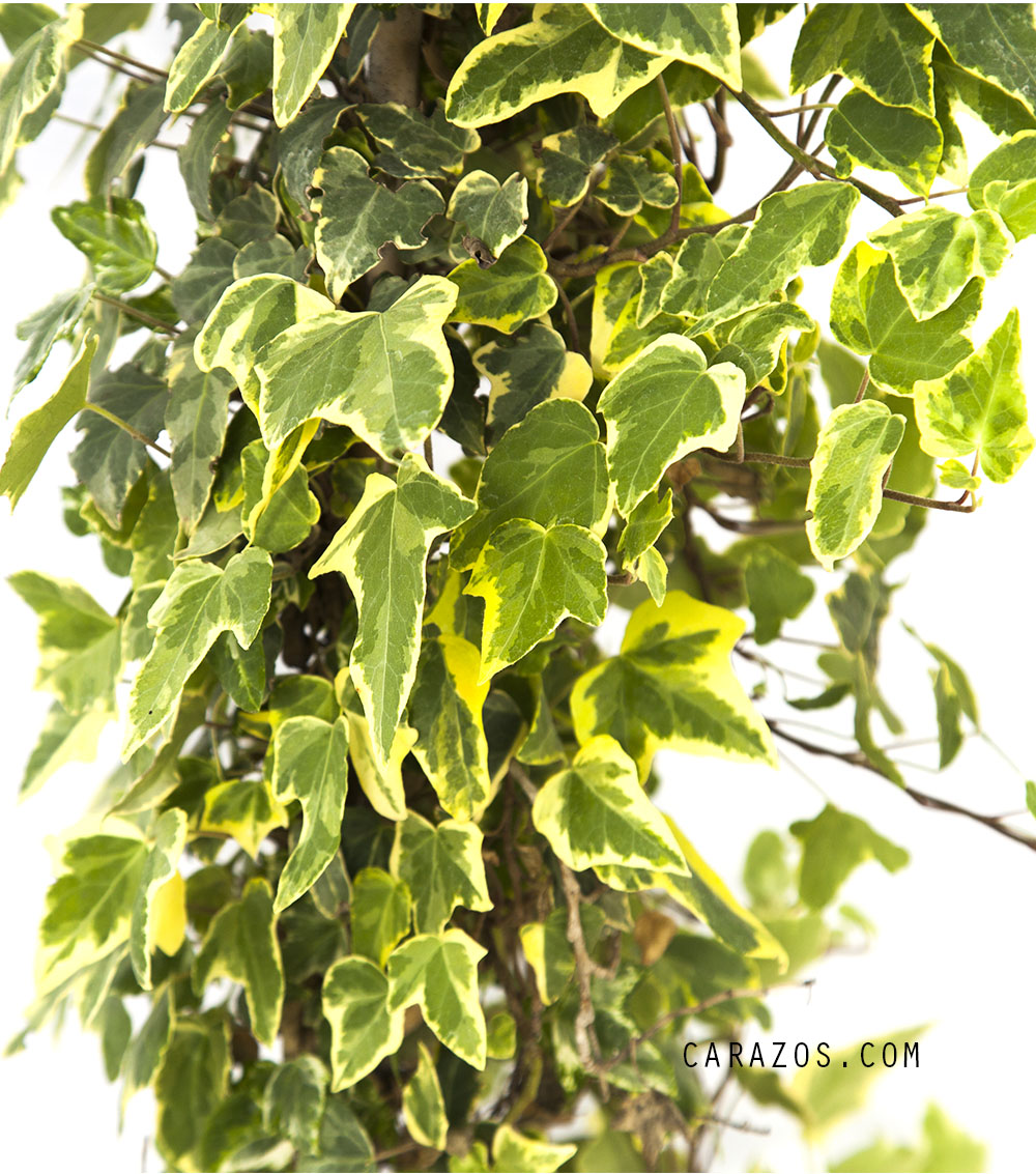 Hedera helix y veriegata(Hiedra)                                                                                                                                                                                                                               -1410