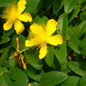 Hypericum calycinum, hidcote y tricolor-0