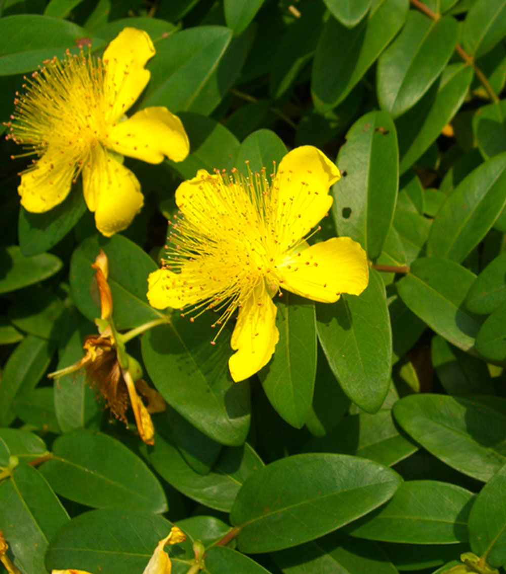 Hypericum calycinum, hidcote y tricolor-0