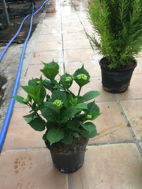 Hydrangea macrophylla(Hortensia)-0