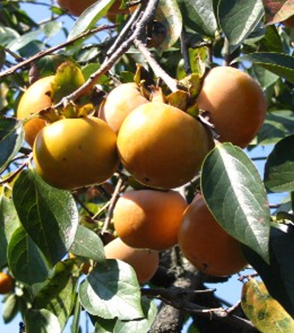 Kaki “Diospyrus lotus”-0