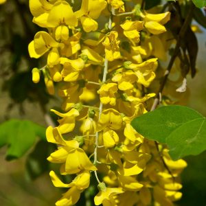 Laburnum anagryoides-0