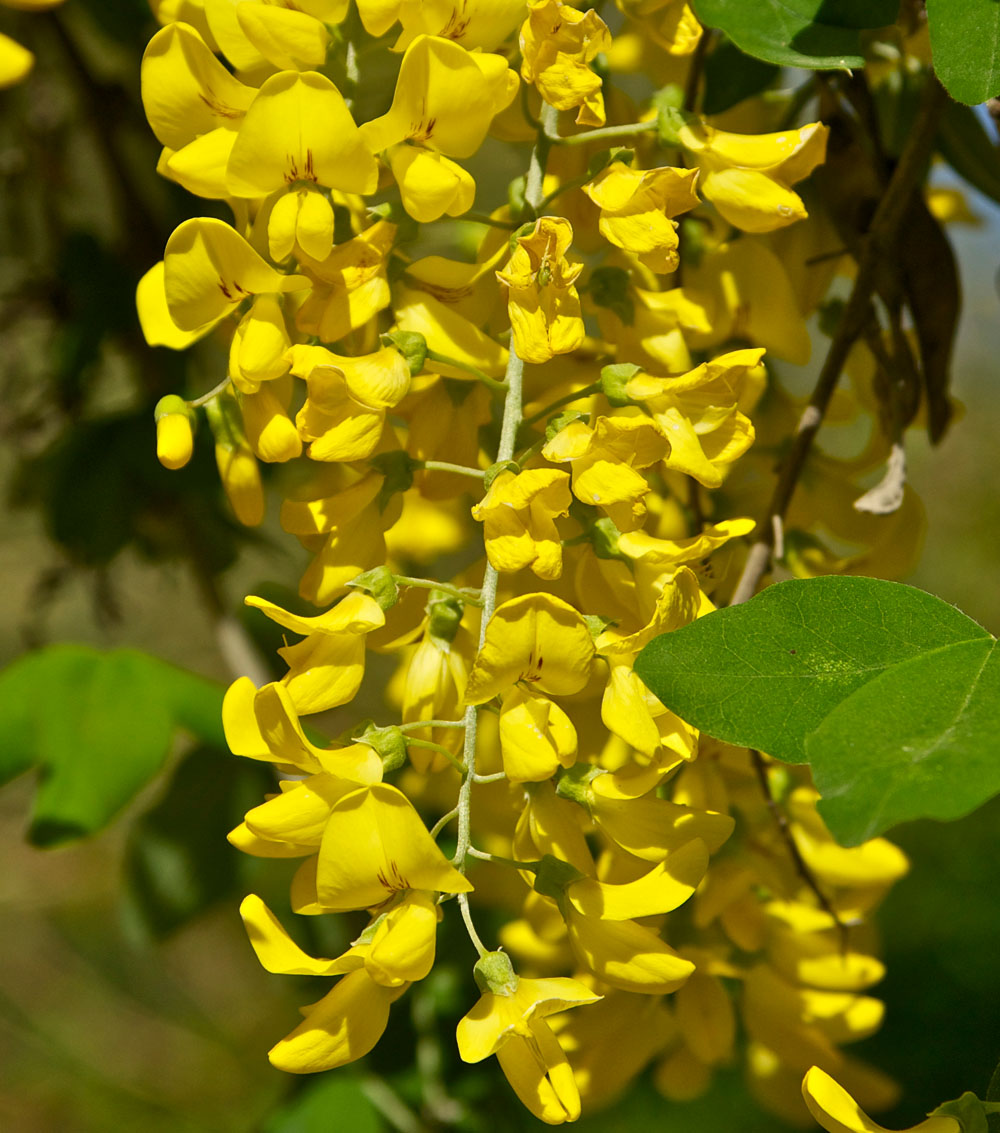 Laburnum anagryoides-0