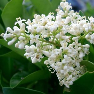 Ligustrum california -0