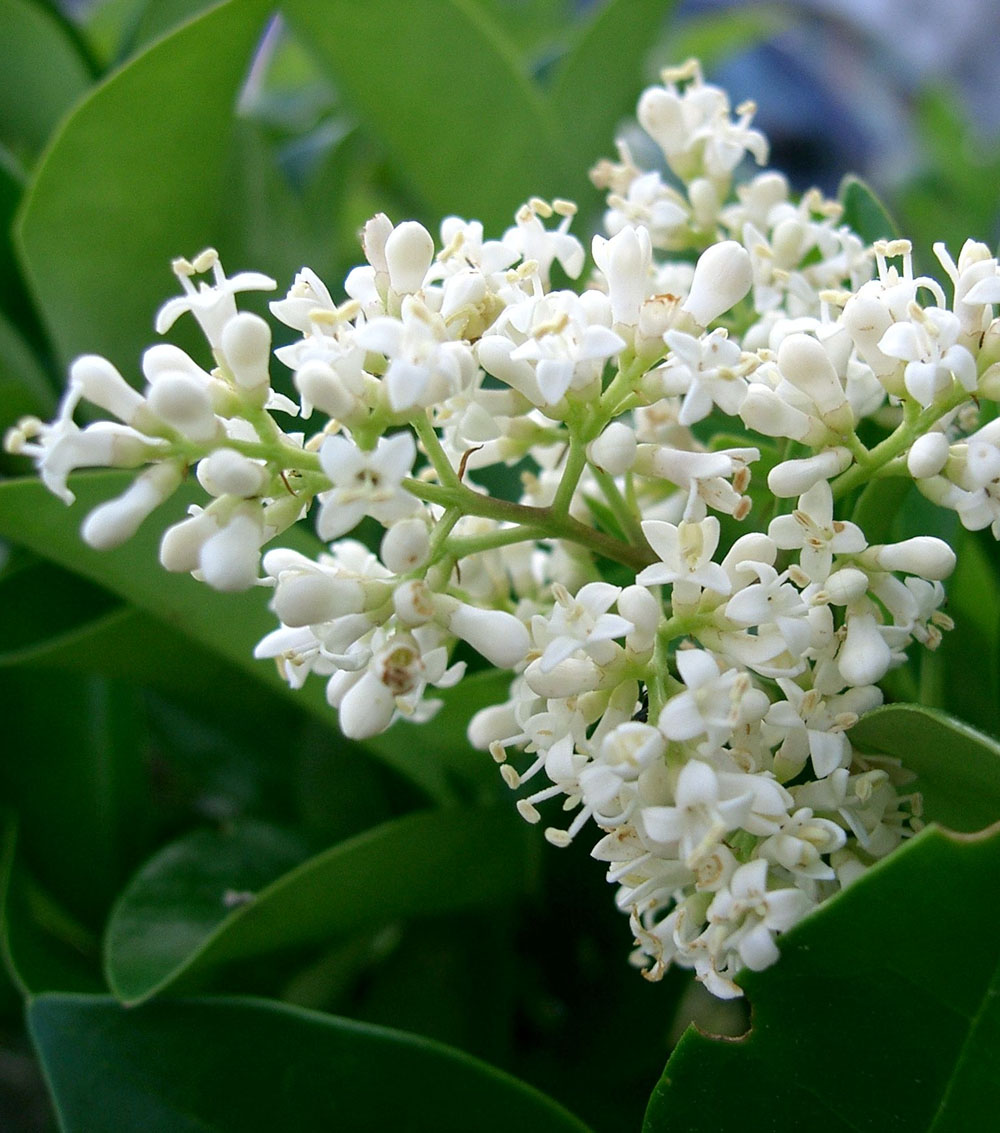 Ligustrum california -0