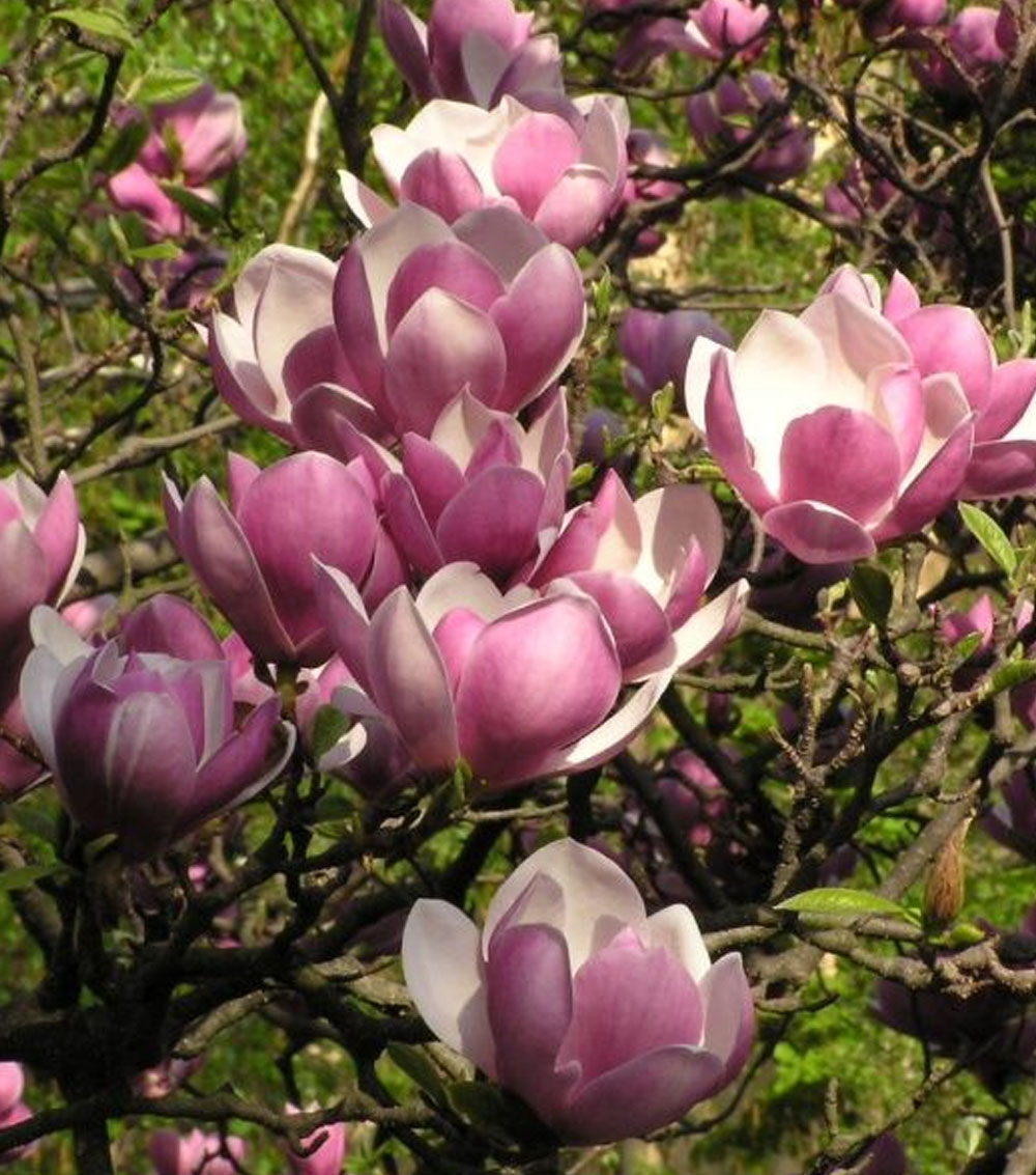 Magnolia soulangeana-0