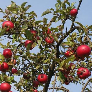Manzano "Malus communis"-0