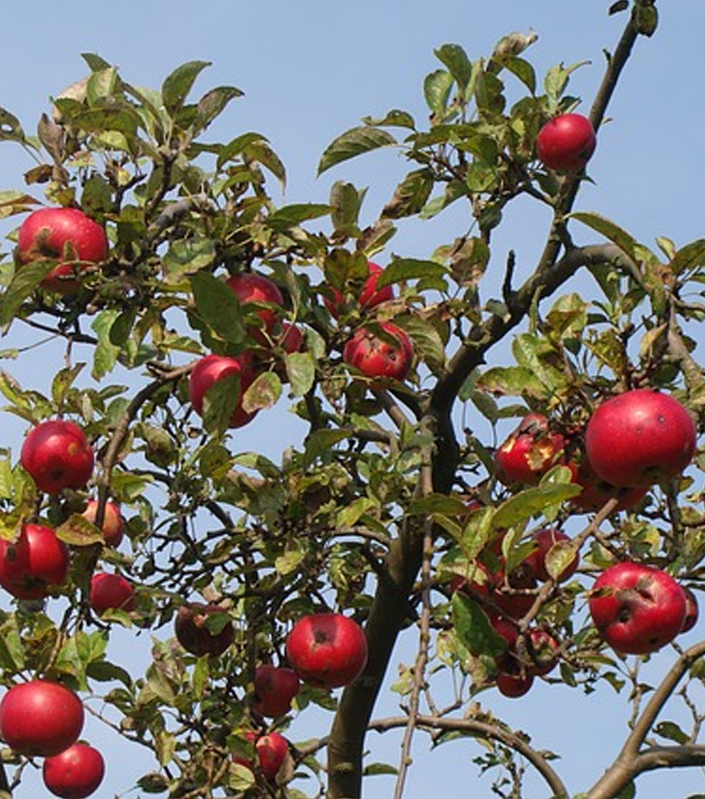 Manzano “Malus communis”-0