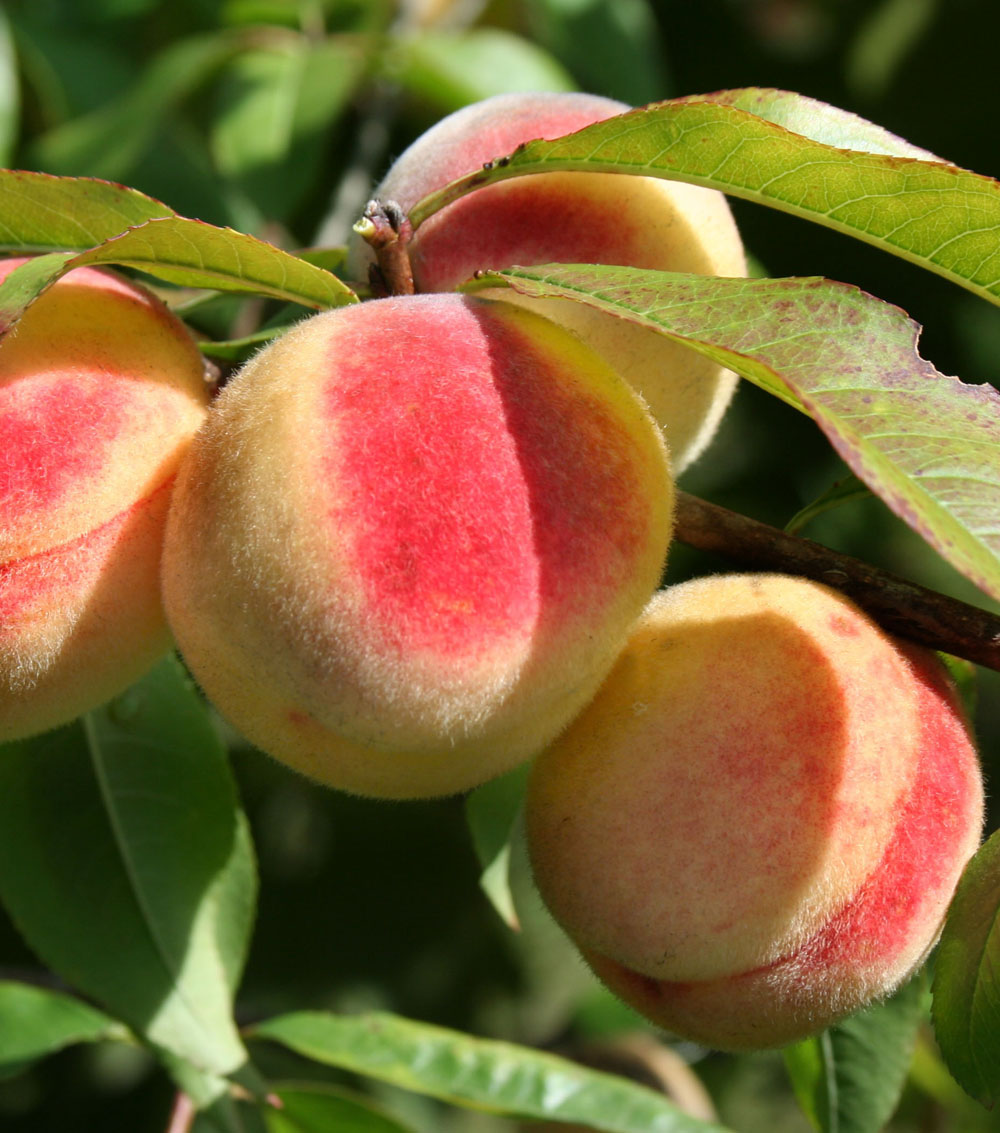 Melocotonero “Prunus persica”-0