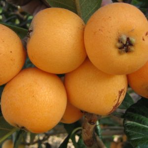Níspero del Japón "Eriobotrya japonica"-0
