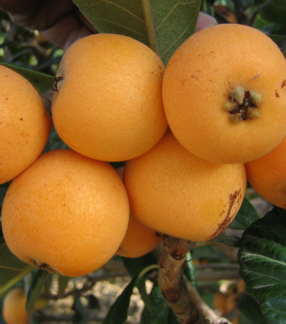 Níspero del Japón “Eriobotrya japonica”-0