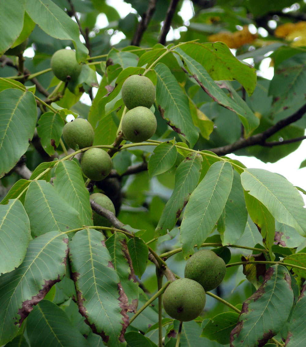 Nogal común “Juglans regia”-0