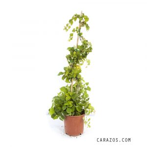 Parthenocissus quinquefolia (Parra Virgen) -0