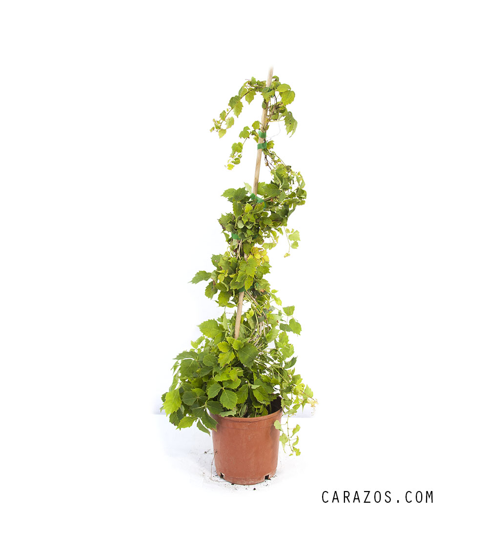 Parthenocissus quinquefolia (Parra Virgen)                                                                                                                                                                                                  -0
