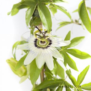Passiflora (Pasionaría) -1422
