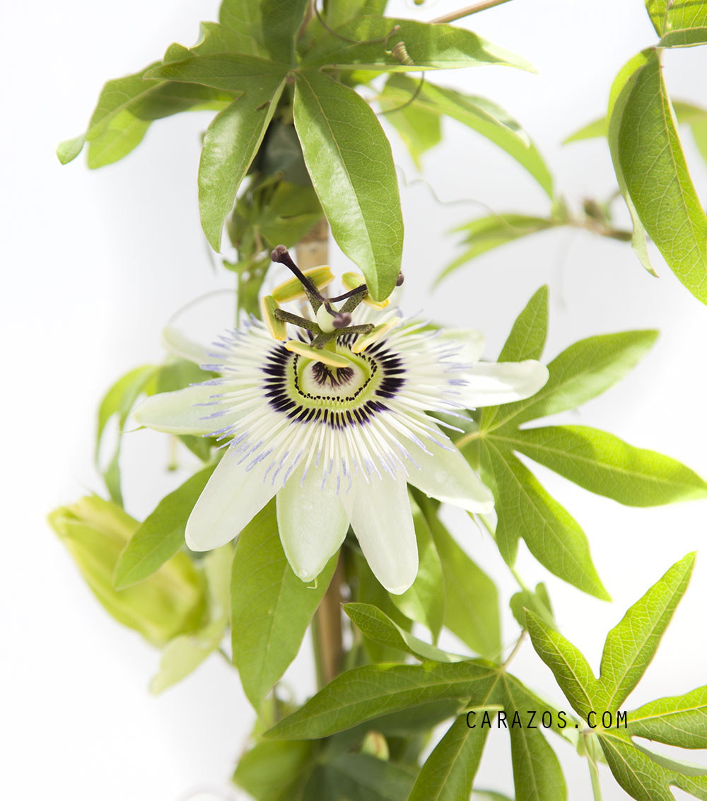 Passiflora (Pasionaría)                                                                                                                                                                                                -1422