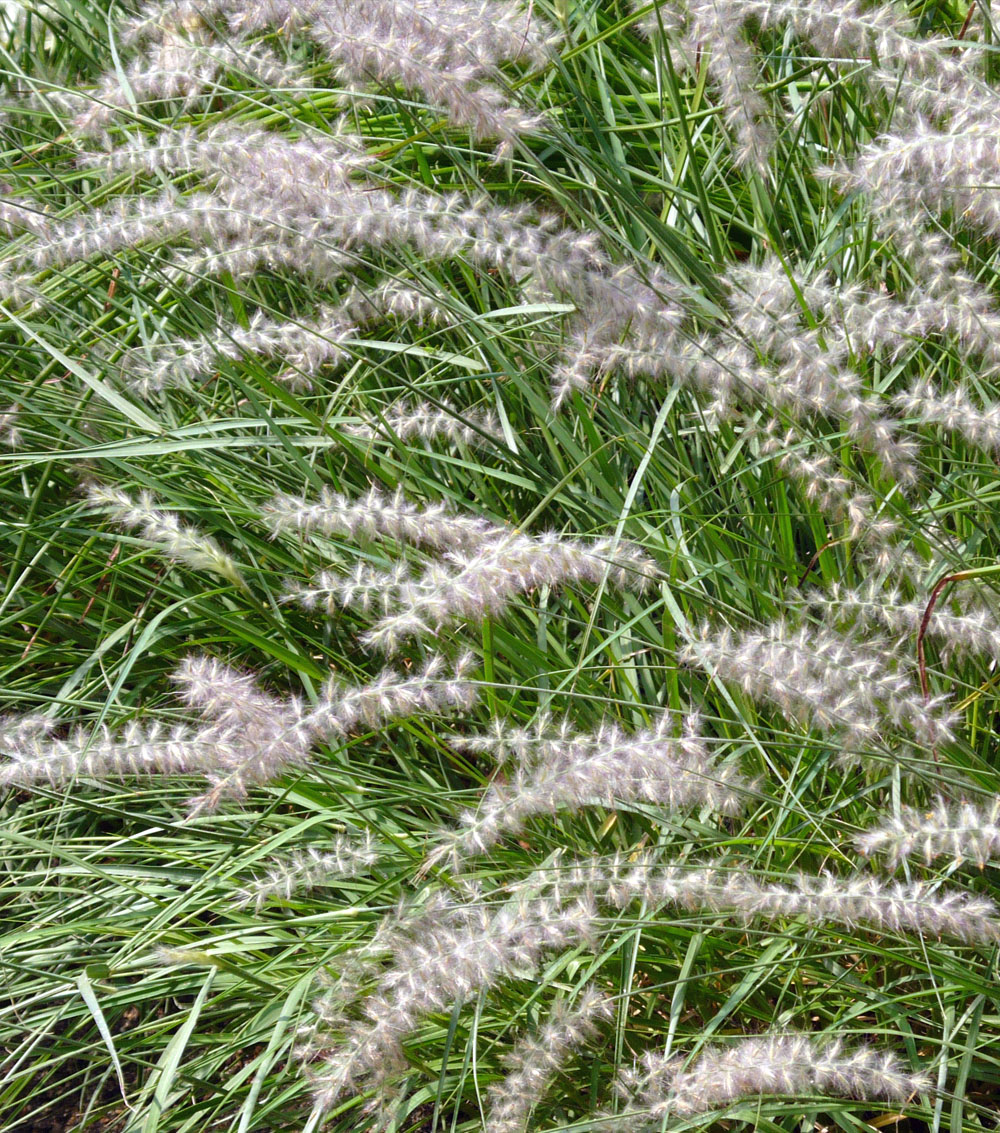 Pennisetum(variedades)-0
