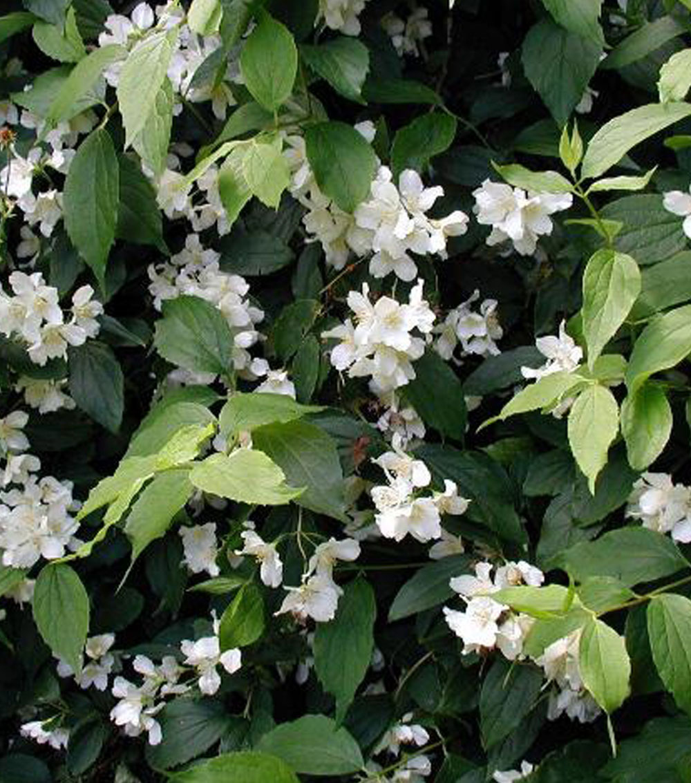 Philadelphus virginalis (Celindo)-0