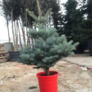 Picea pungens "Hoopsii"-0