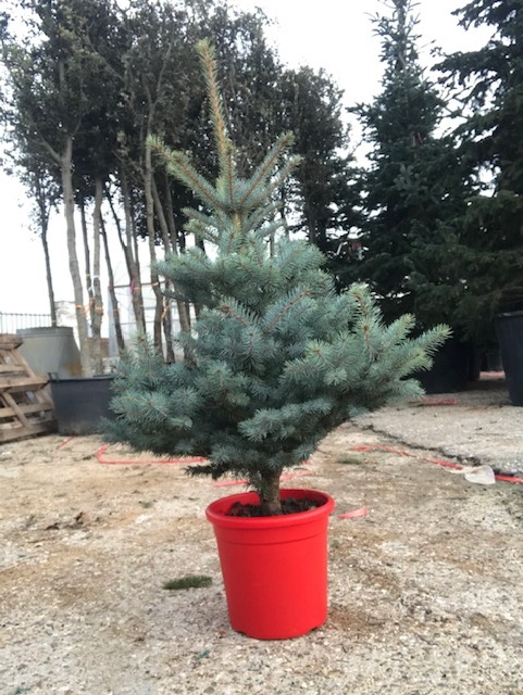 Picea pungens “Hoopsii”-0