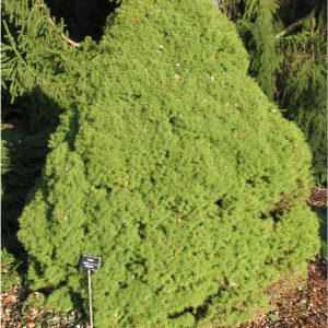 Picea albertiana "Conica"-0