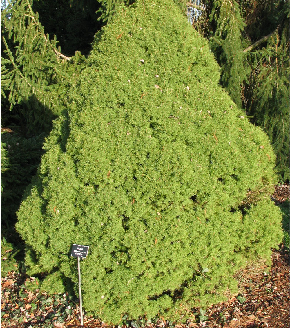 Picea albertiana “Conica”-0