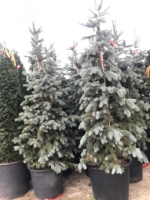 Picea pungens “Hoopsii”-1889