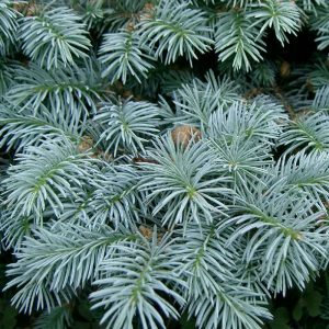 Picea pungens "Globosa"-0