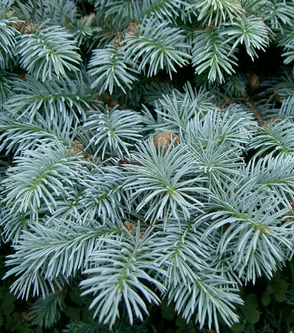 Picea pungens “Globosa”-0