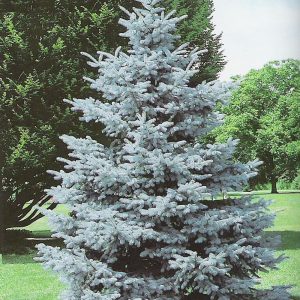 Picea pungens "Hoopsii"-1390