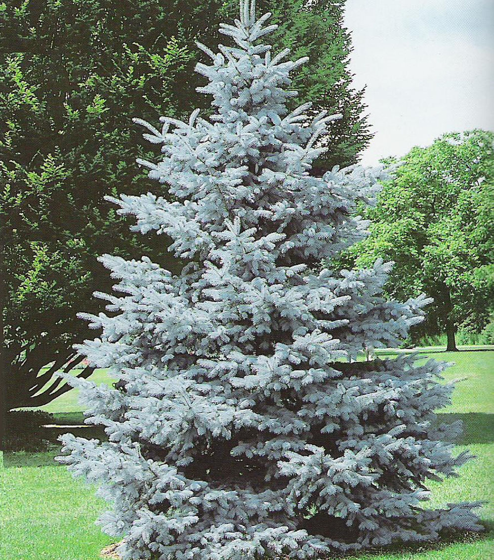 Picea pungens “Hoopsii”-1390
