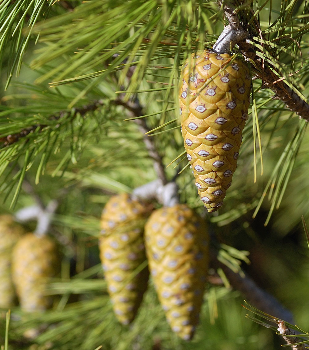 Pinus halepensis-0