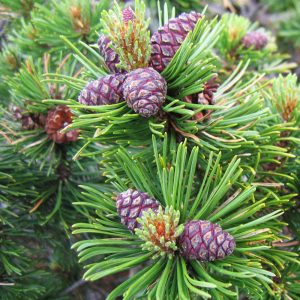 Pinus mugo "Mughus"-0