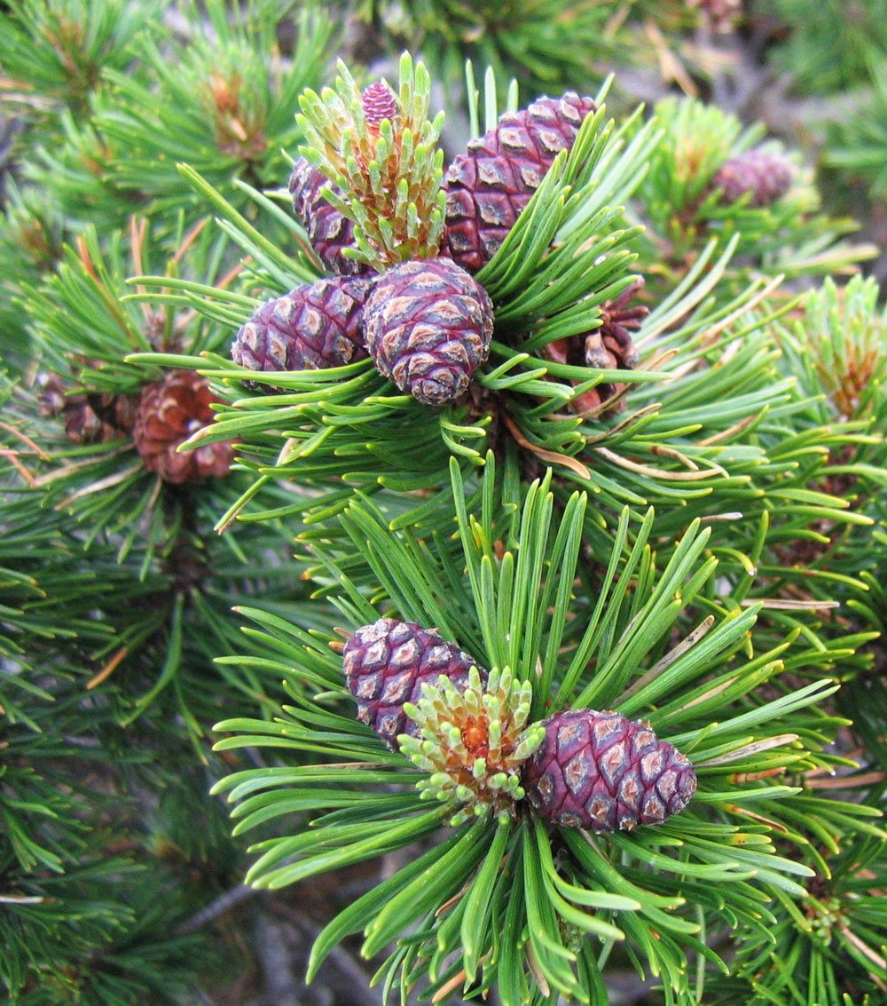 Pinus mugo “Mughus”-0