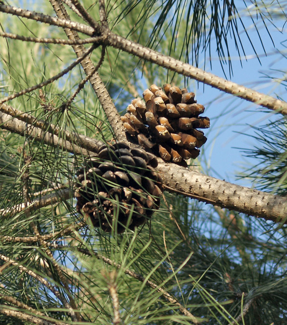 Pinus pinea (Pino piñonero)-0