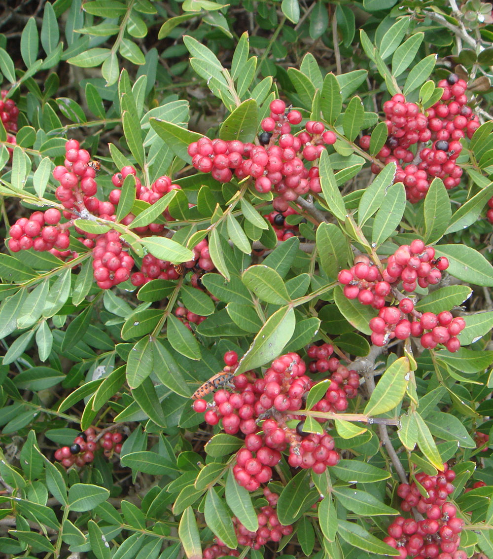 Pistacia lentiscus-0