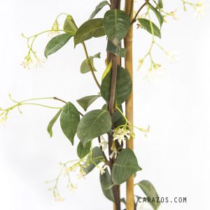 Rhynchospermum jasminoides (Jazmín) -1427