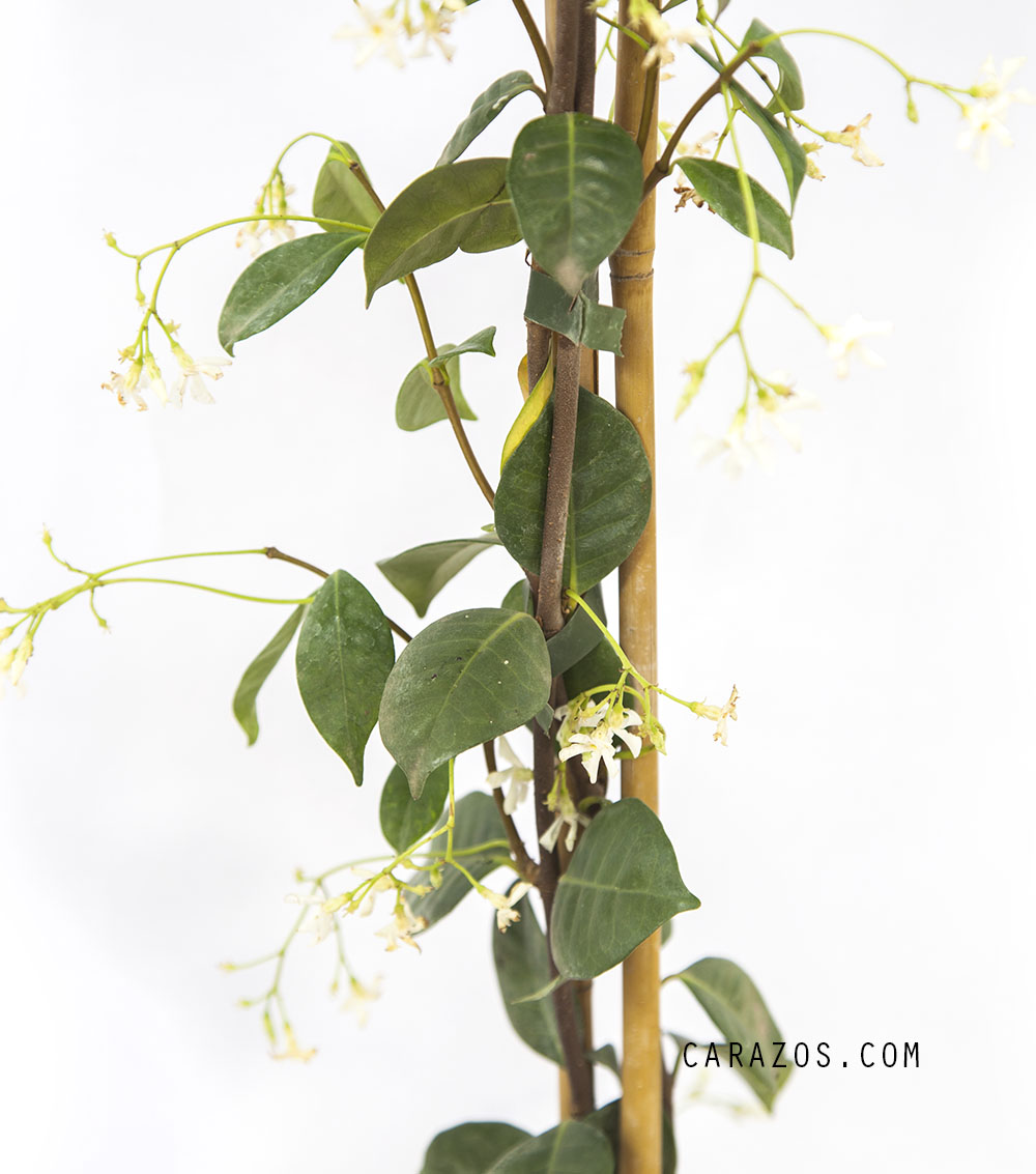 Rhynchospermum jasminoides (Jazmín)                                                                                                                                                                                           -1427