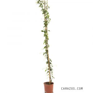 Rhynchospermum jasminoides (Jazmín) -0
