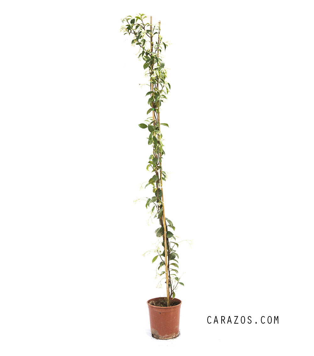 Rhynchospermum jasminoides (Jazmín)                                                                                                                                                                                           -0