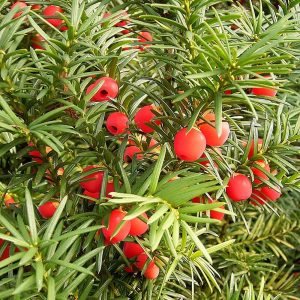 Taxus baccata (Tejo)-0