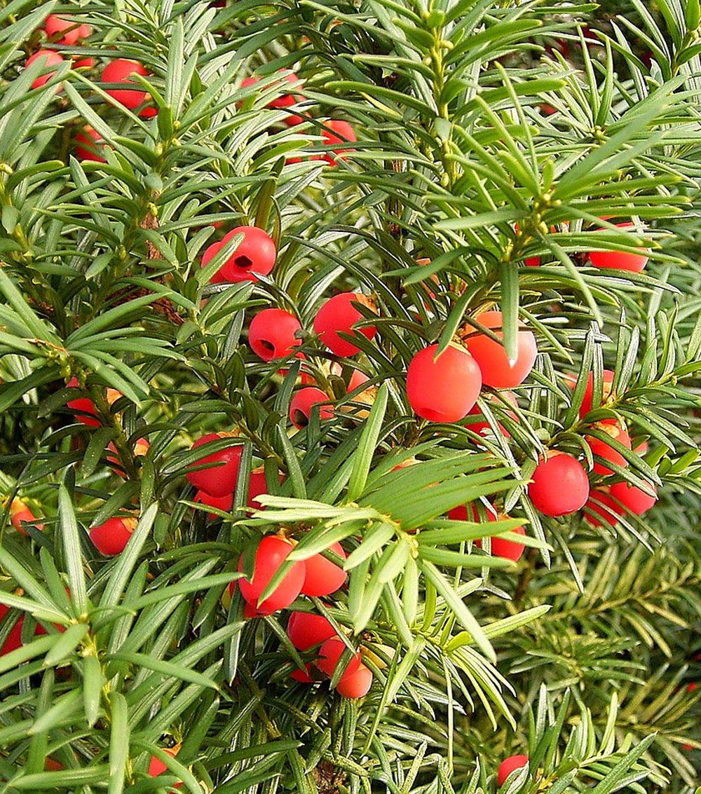 Taxus baccata (Tejo)-0