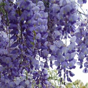 Wisteria sinensis (Glicinia) -0