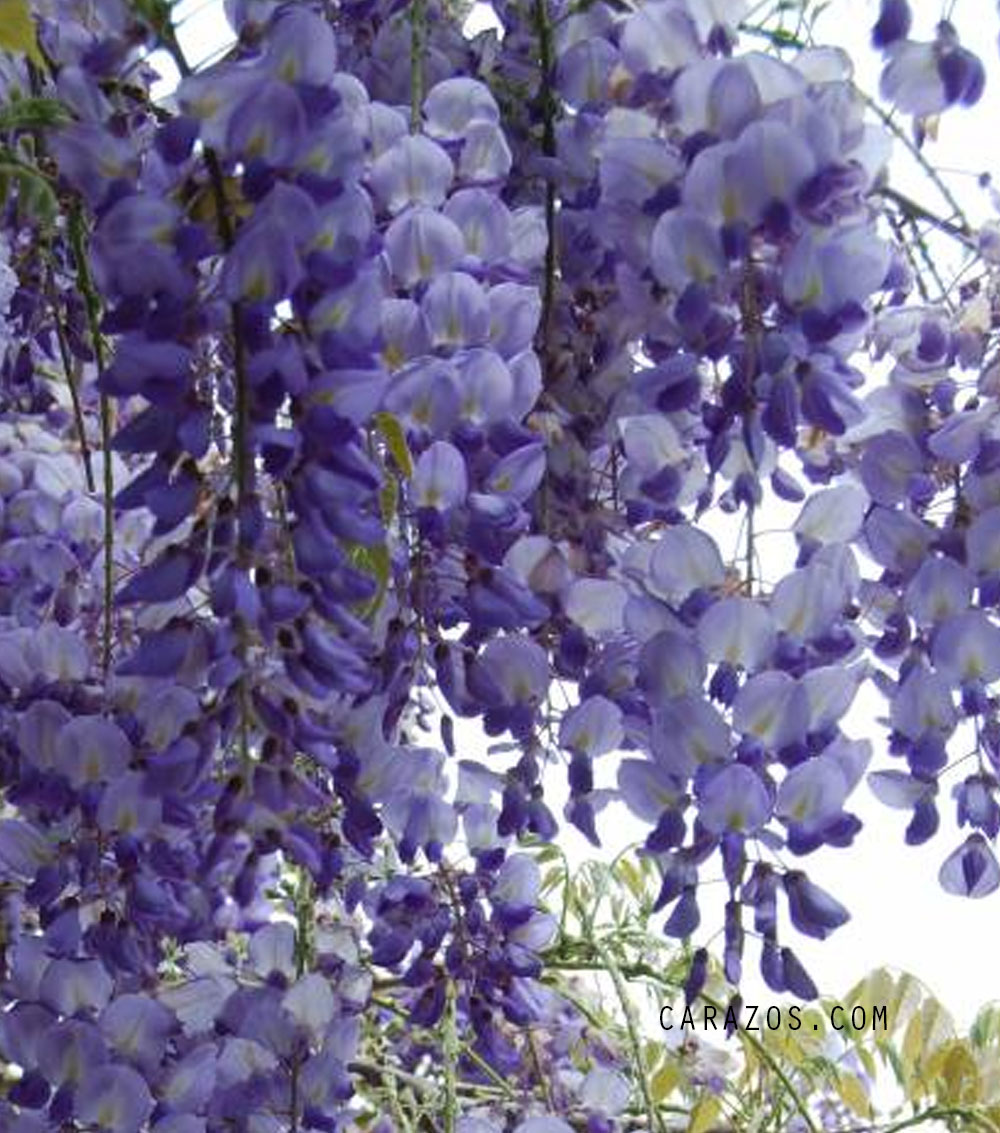 Wisteria sinensis (Glicinia)                                                                                                                                                                                       -0