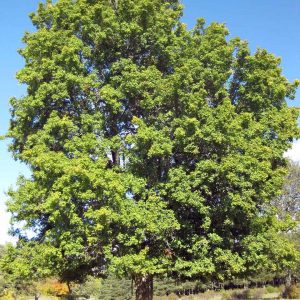 Acer campestre(Arce común)-0