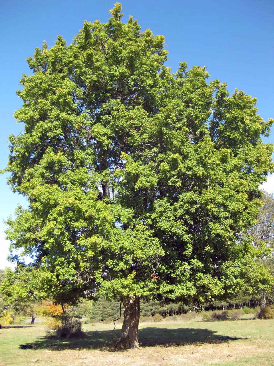 Acer campestre(Arce común)-0