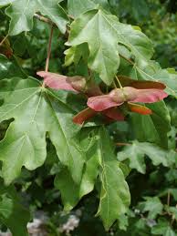 Acer campestre(Arce común)-1668
