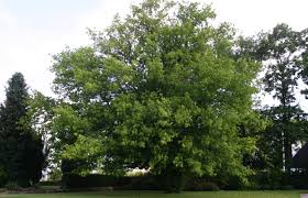 Acer negundo-0