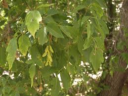 Acer negundo-1674